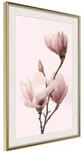 Inramad Poster / Tavla - Blooming Magnolias III - 20x30 Svart ram med passepartout
