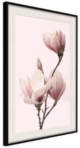 Inramad Poster / Tavla - Blooming Magnolias III - 20x30 Svart ram med passepartout