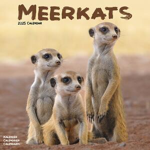 Kalender 2025 Meerkats