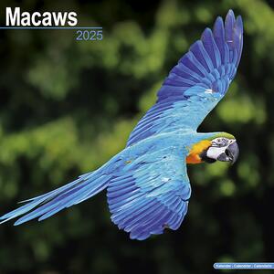 Kalender 2025 Macaws