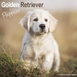 Kalender 2025 Golden Retriever Puppies