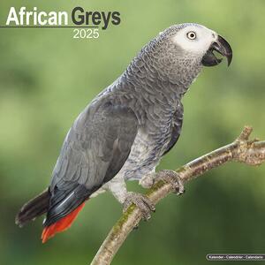 Kalender 2025 African Greys