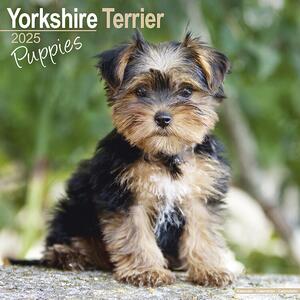 Kalender 2025 Yorkshire Terrier Puppies