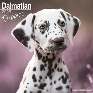 Kalender 2025 Dalmatian Puppies