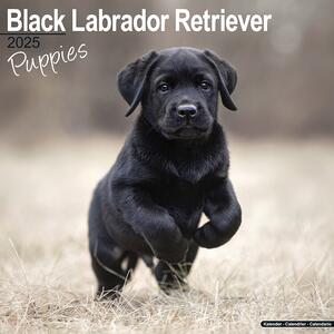 Kalender 2025 Black Labrador Puppies