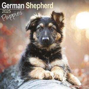 Kalender 2025 German Shepherd Puppies