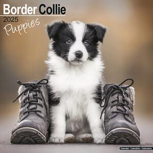 Kalender 2025 Border Collie Puppies