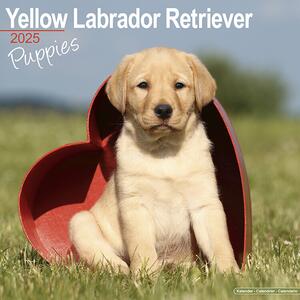 Kalender 2025 Yellow Labrador Puppies