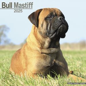 Kalender 2025 Bull Mastiff