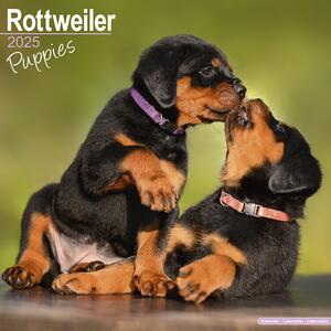 Kalender 2025 Rottweiler Puppies