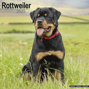 Kalender 2025 Rottweiler