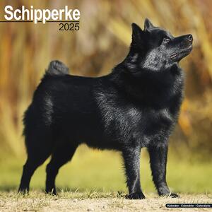 Kalender 2025 Schipperke