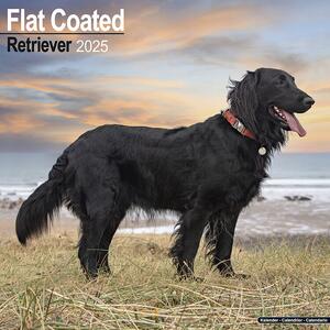 Kalender 2025 Flatcoated Retriever