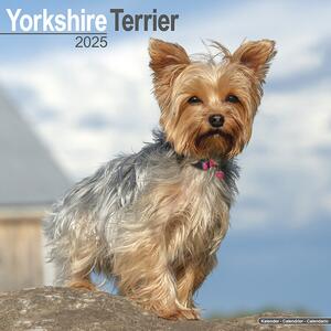 Kalender 2025 Yorkshire Terrier