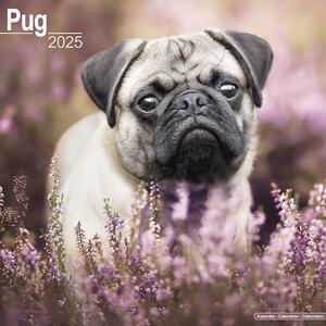 Kalender 2025 Pug