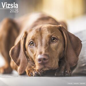 Kalender 2025 Vizsla