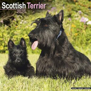 Kalender 2025 Scottish Terrier