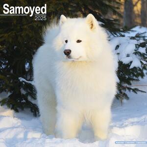 Kalender 2025 Samoyed