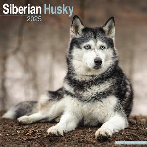 Kalender 2025 Siberian Husky