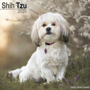 Kalender 2025 Shih Tzu