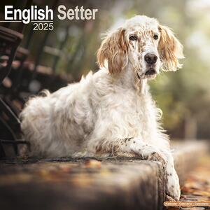 Kalender 2025 English Setter