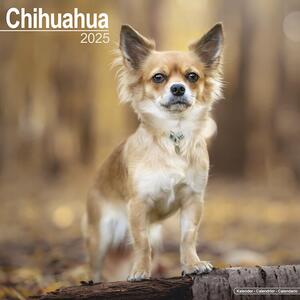 Kalender 2025 Chihuahua