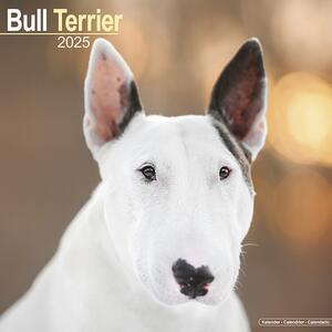 Kalender 2025 Bull Terrier