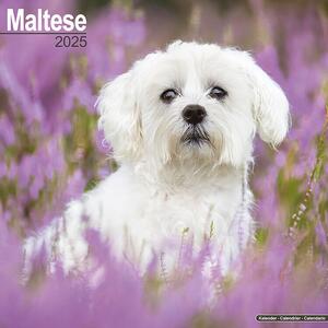 Kalender 2025 Maltese