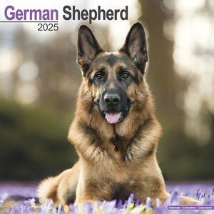 Kalender 2025 German Shepherd