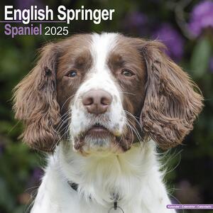 Kalender 2025 Eng Springer Spaniel