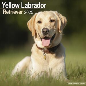 Kalender 2025 Labrador Ret (Yellow)