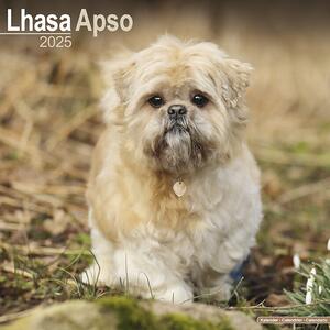 Kalender 2025 Lhasa Apso