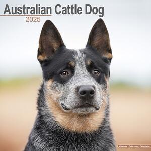 Kalender 2025 Australian Cattle Dog