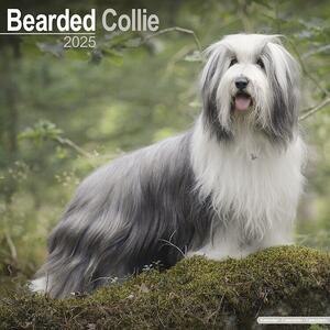 Kalender 2025 Bearded Collie