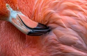 Fotografi Flamingo Close Up, XavierOrtega