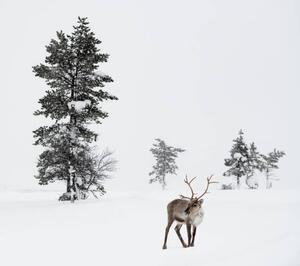 Fotografi Reindeer standing in snow in winter, RelaxFoto.de