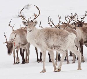 Fotografi Reindeer with antlers, Eva Mårtensson