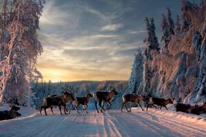 Fotografi A group of reindeers crossing the, Jonas / Bildmedia / 500px