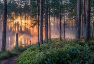 Fotografi Scenic forest landscape with beautiful misty, Riekkinen