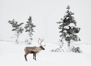 Fotografi Reindeer standing in snowy winter landscape, RelaxFoto.de