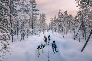 Fotografi Husky dog sledding in Lapland, Finland, serts