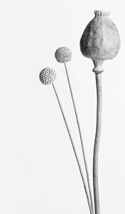 Fotografi Poppy Seed Capsule Black and White, Studio Collection, (26.7 x 40 cm)