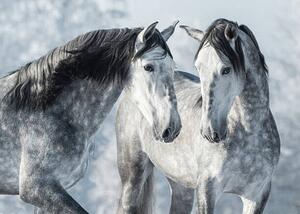 Konstfotografering Portrait of two spanish grey stallions, Abramova_Kseniya, (40 x 30 cm)
