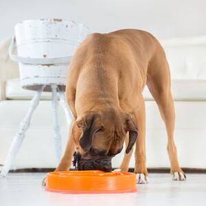Outward Hound Ät-långsamt matskål för hundar Slo Bowl orange 1577