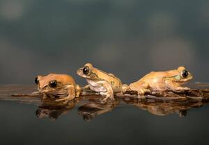 Fotografi Marbled Reed Frog off to swim, Lillian King