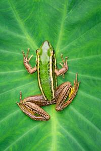 Fotografi Image of paddy field green frog, yod67