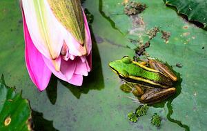 Fotografi Green Frog, tonyoquias