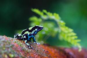 Fotografi Green and black poison dart Frog,, pchoui