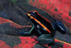 Fotografi Phyllobates vittatus (Golfodulcean poison frog), Paul Starosta