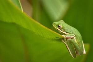 Fotografi Tiny Animals Frog, Jeff R Clow